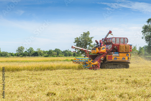 Combine harvester Working on rice field. Harvesting is the process of gathering a ripe crop