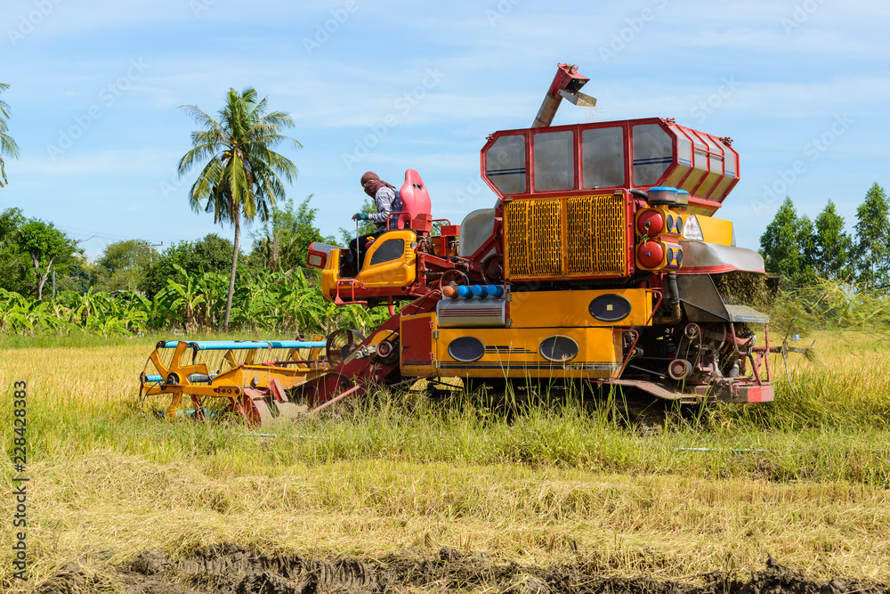 Obraz premium Combine harvester Working on rice field. Harvesting is the process of gathering a ripe crop