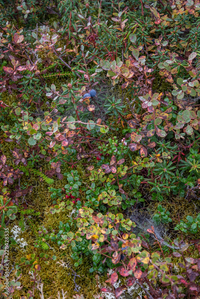 Close up of Alaskan tundra landscape, ripe local berries, Alaska, USA
Close up of Alaskan tundra landscape, ripe local berries, Alaska, USA