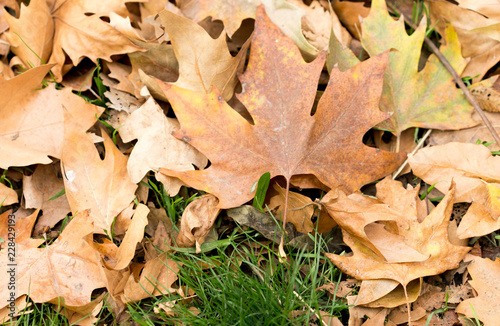 Colorful autumn leaves