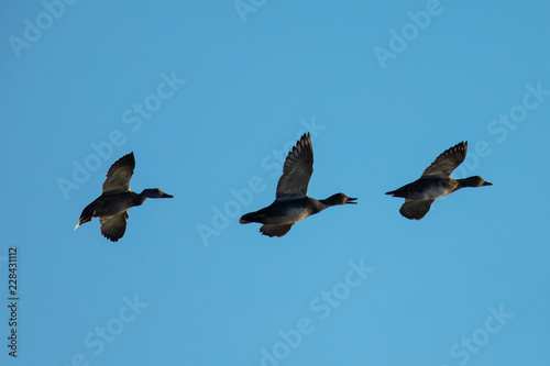 wild ducks flying in beautiful light 