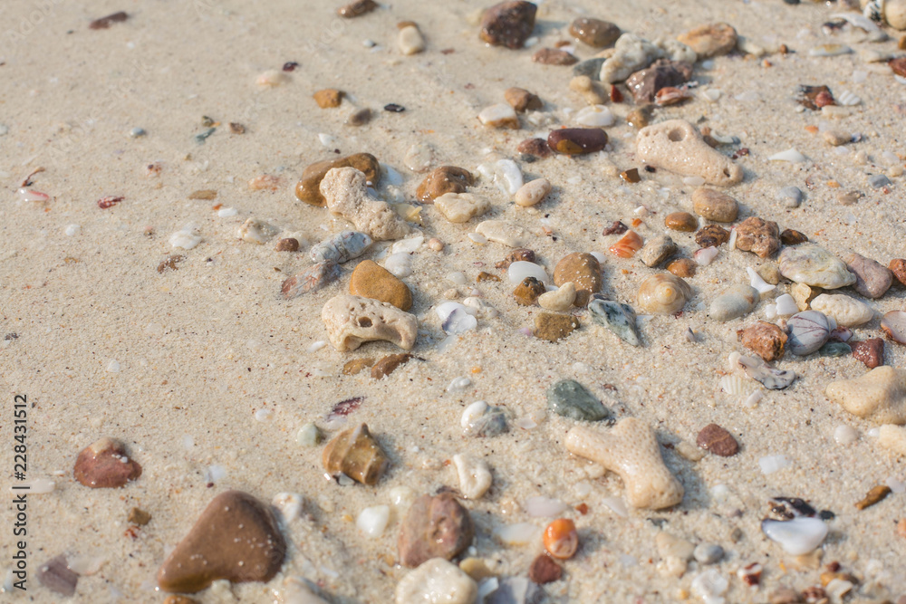 Different shape sea shell and stone pieces texture Different shape sea shell and stone pieces texture