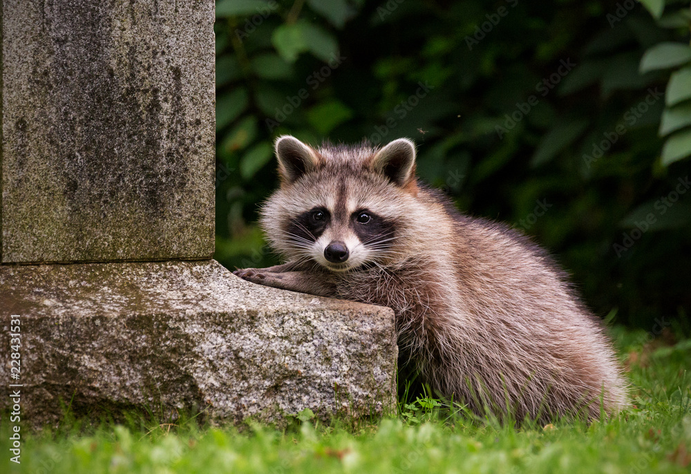 Raccoon looking from beside a tombstone in Toronto Raccoon looking from beside a tombstone in Toronto