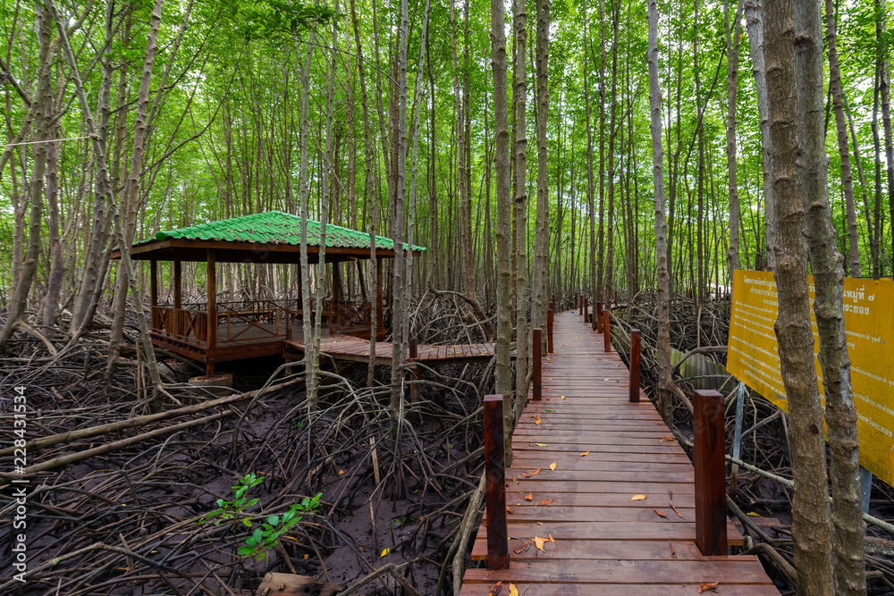 Fototapeta premium Mangroves inTung Prong Thong or Golden Mangrove Field at Estuary Pra Sae, Rayong, Thailand