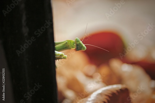 Peeking Mantis