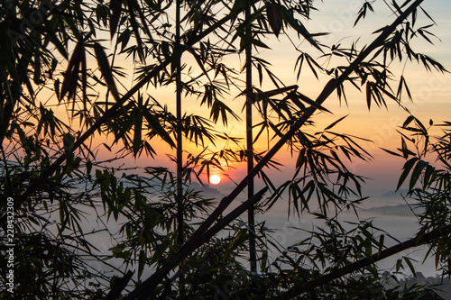 Fog and Sun behind bamboo trees.