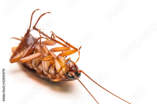 Dead Cockroach isolated on white background, selective focus Contagion the disease, Animal,Plague,Healthy,Home concept.Copy space empty blank for your advertisement design. © tpap8228