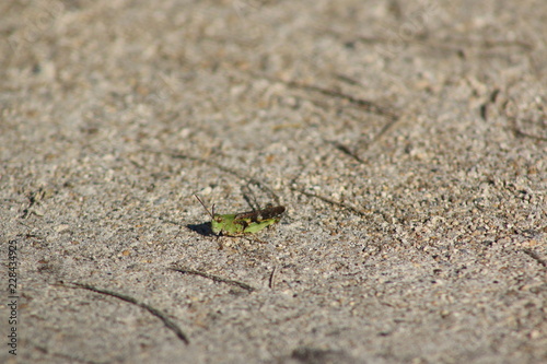 Grasshopper