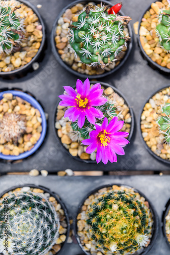 beautiful pink flower of cactus