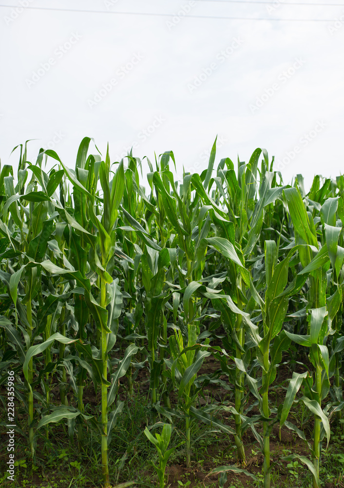 Green Corn Plants In The Field Green Corn Plants In The Field