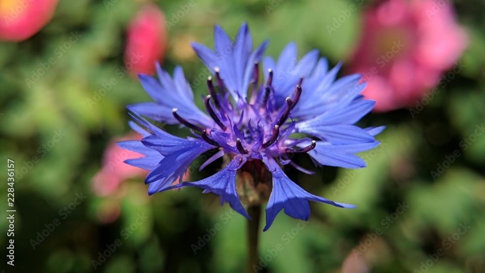 Obraz premium wild flower
