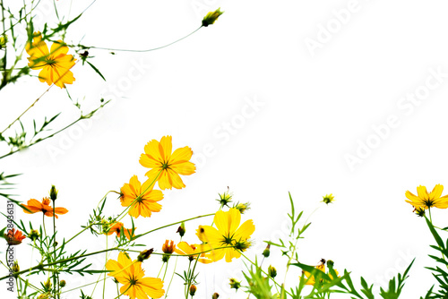Beautiful cosmos flowers on white background