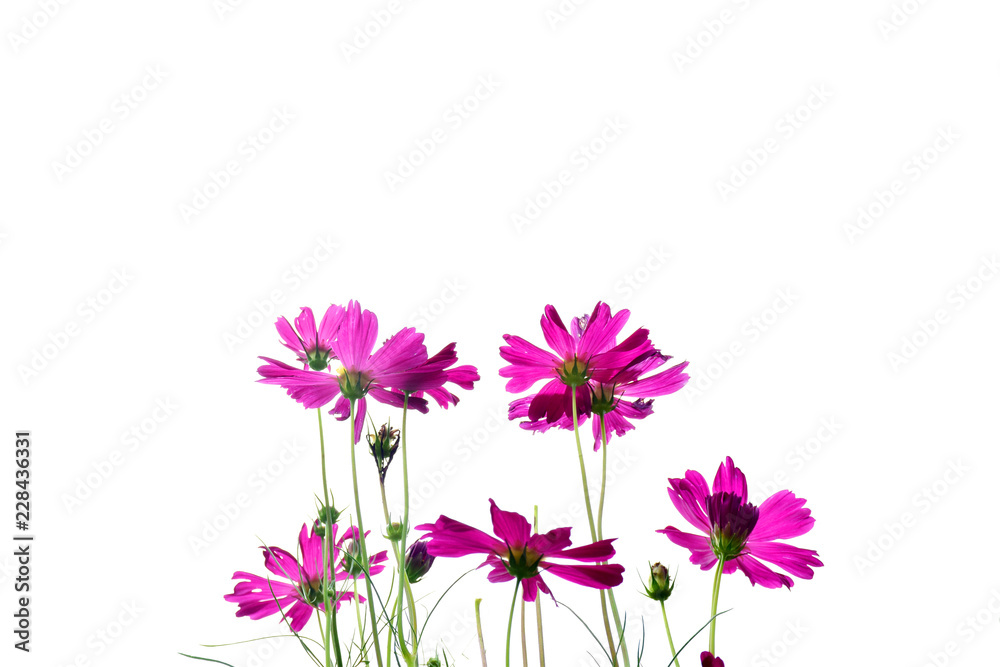 Beautiful cosmos flowers on white background
