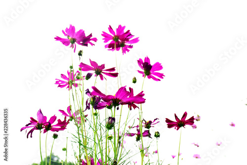 Beautiful cosmos flowers on white background