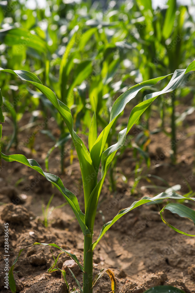 Fototapeta premium Green Corn Plants In The Field