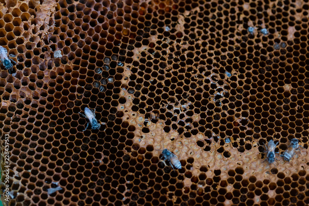 bee and honeycomb on nature background
bee and honeycomb on nature background