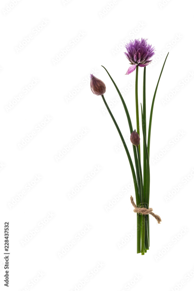 bunch of fresh chive stalks isolated on white background with copy space on left bunch of fresh chive stalks isolated on white background with copy space on left