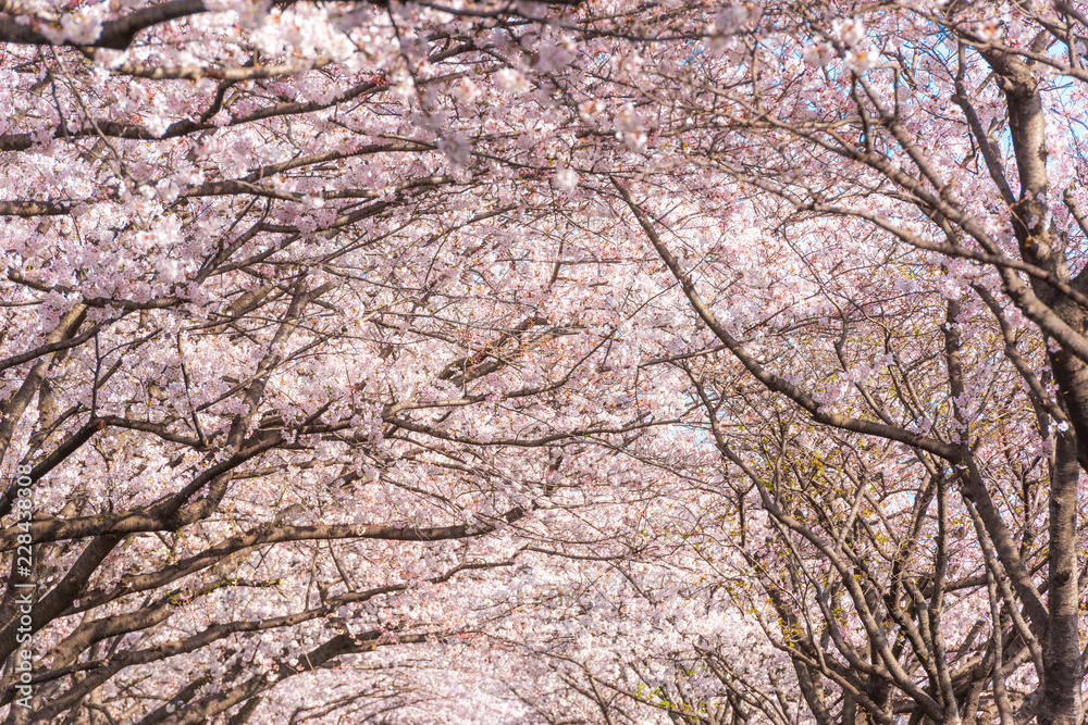 大分川河川敷の桜並木 大分川河川敷の桜並木