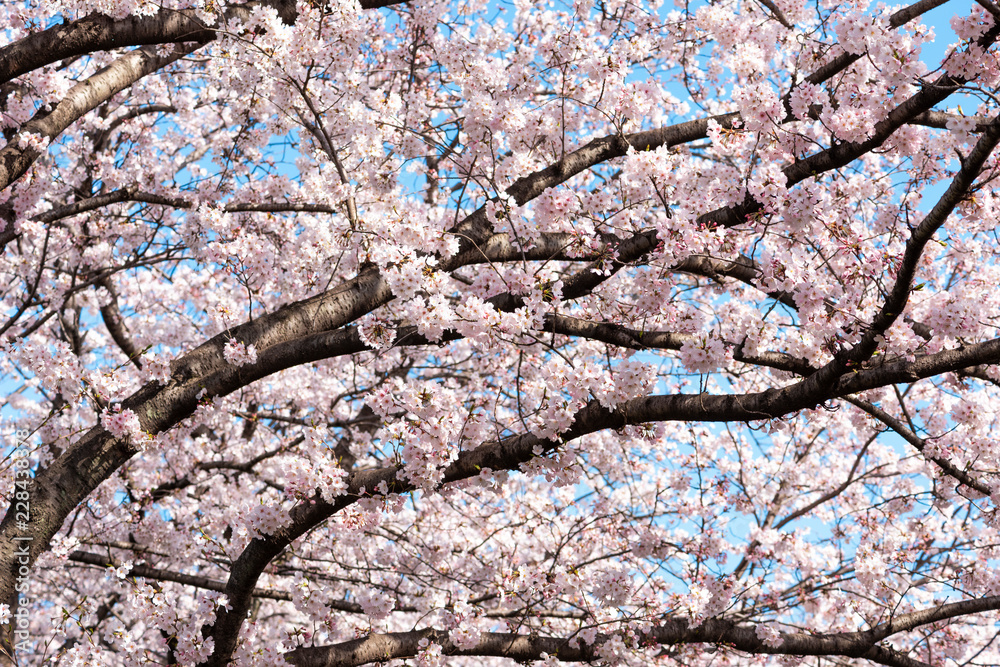 大分川河川敷の桜並木