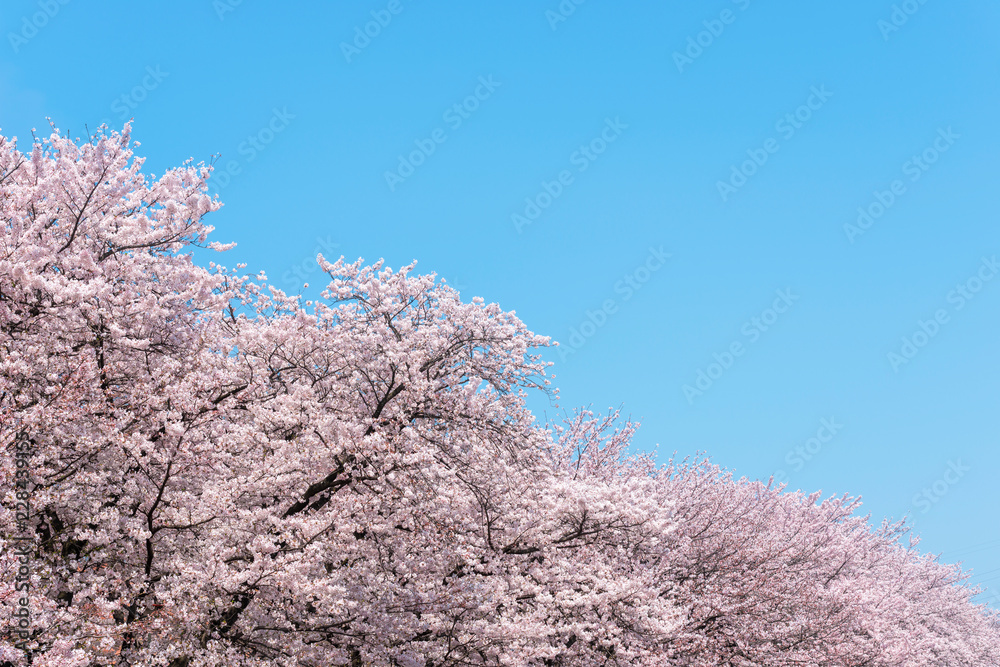 大分市裏川沿いの桜並木