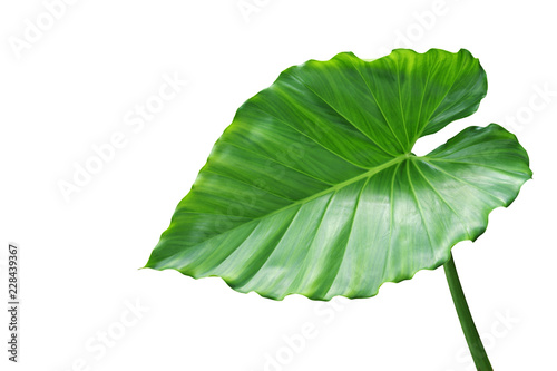 Wallpaper Mural Green Leaf of Elephant Ear Plant Isolated on White Background Torontodigital.ca