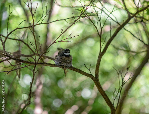 Malaysian Pied Fantail, Bird at nest photo