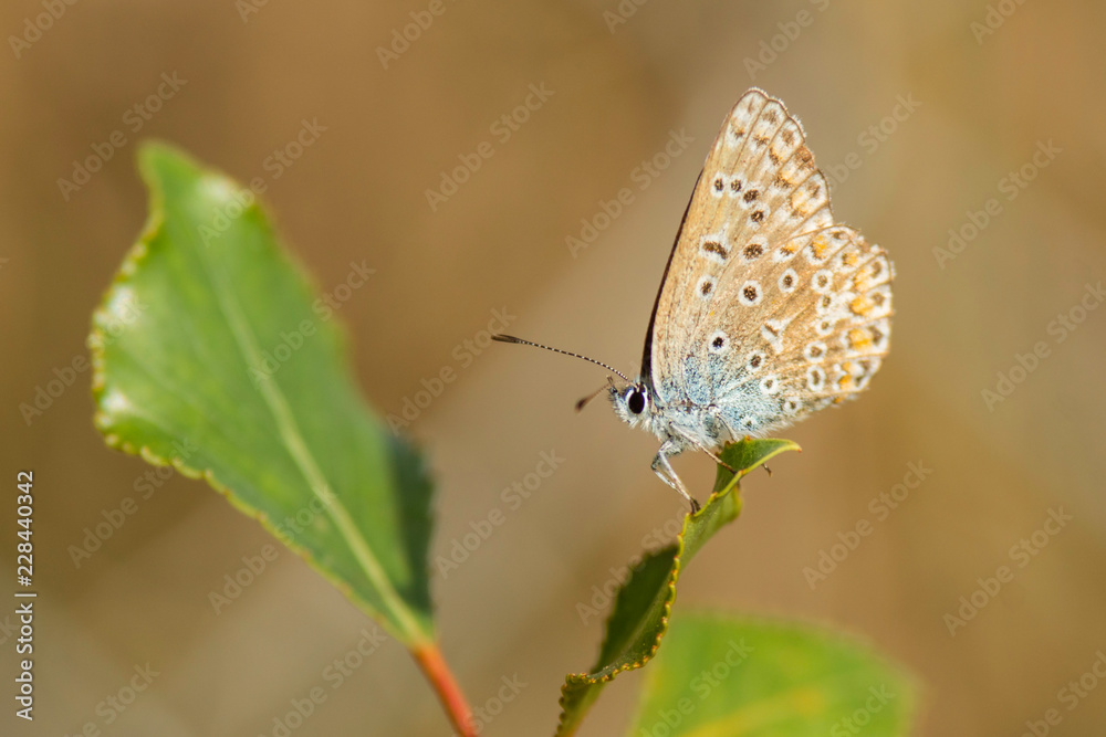Insectes du marais de Montfort - Grésivaudan - Isère. Insectes du marais de Montfort - Grésivaudan - Isère.