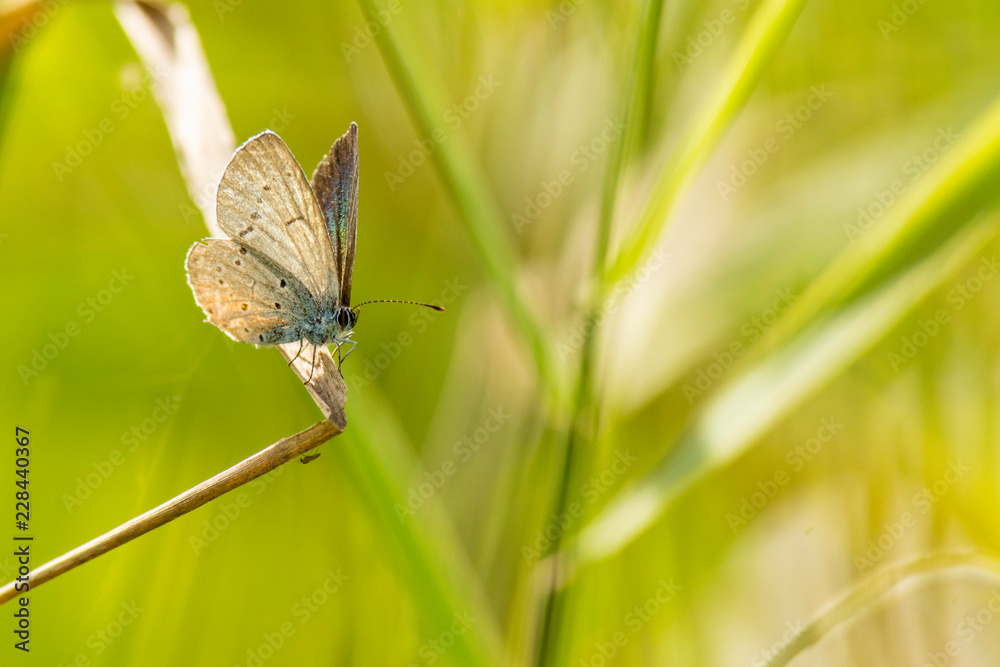 Insectes du marais de Montfort - Grésivaudan - Isère. Insectes du marais de Montfort - Grésivaudan - Isère.