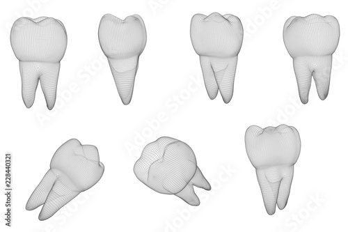 vector set of 3d teeth for dental medicine. isolated on white