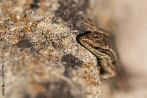 Lézard du Grésivaudan - Isère.