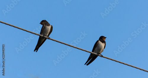 Swallows on wires © dmitriydanilov62