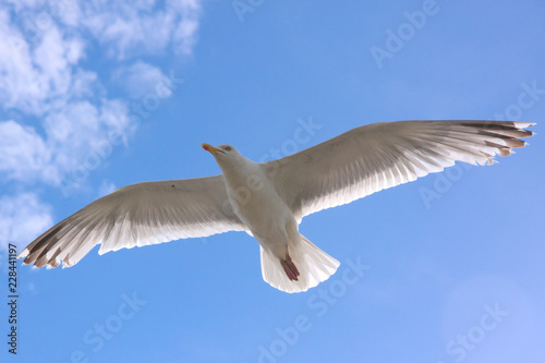 Möwe schwebt in der Meeresbrise vor wolkigem Himmel