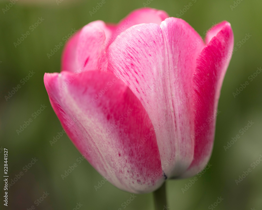 Two-toned Pink Tulip
