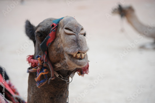 camel in petra, jordan