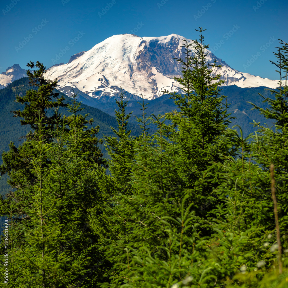 Ice capped peak of Mount Rainier and lush trees