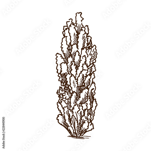Summer poplar tree silhouette with leaves and flowers, nature, plants.