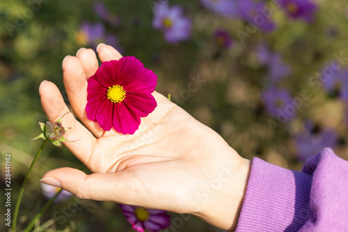 pink cosmos flower. woman hands