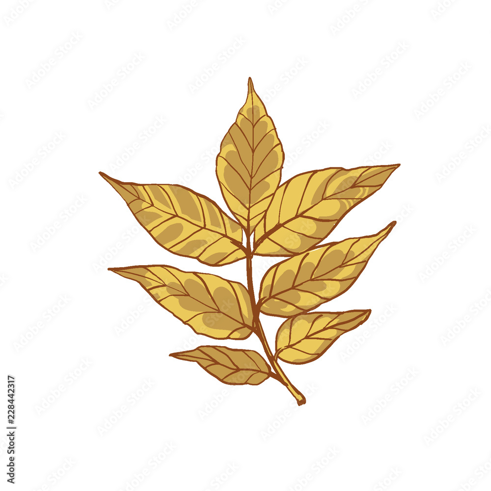 Beautiful leaf of ash tree. Autumn plant with rare leaves. Beautiful leaf of ash tree. Autumn plant with rare leaves.