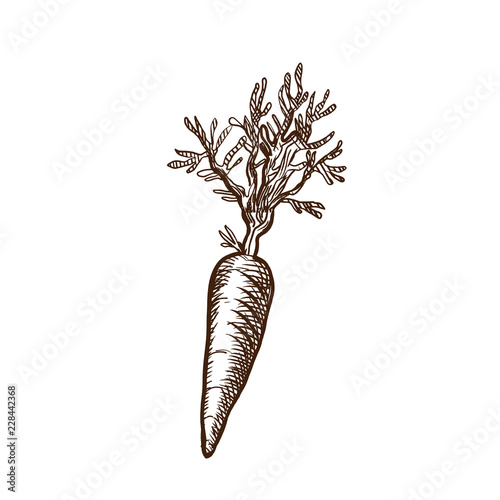 Autumn harvest. Vegetables and fruits. Tasty, healthy carrots, with vitamins.