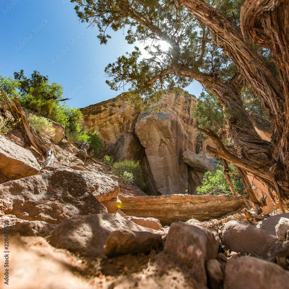 Jagged rocks and trees with view of cliff in Moab Jagged rocks and trees with view of cliff in Moab