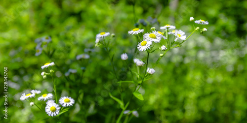 Fototapeta Naklejka Na Ścianę i Meble -  Lovely white daisies blooming under the sunlight
