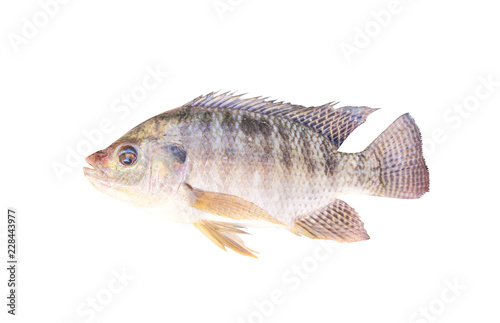 Nile tilapia or oreochromis niloticus isolated on white background with clipping , freshwater fish