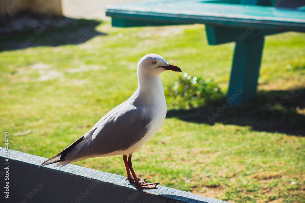 Seagull stand on fence Seagull stand on fence