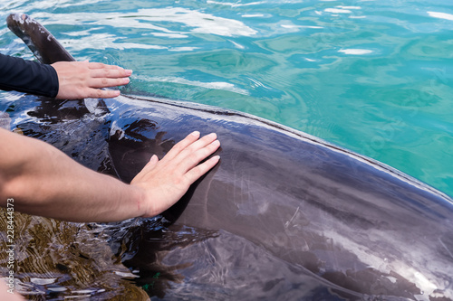 Tourist touch the body of Dolphin