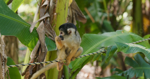 Squirrel Monkeys sitting on the rope