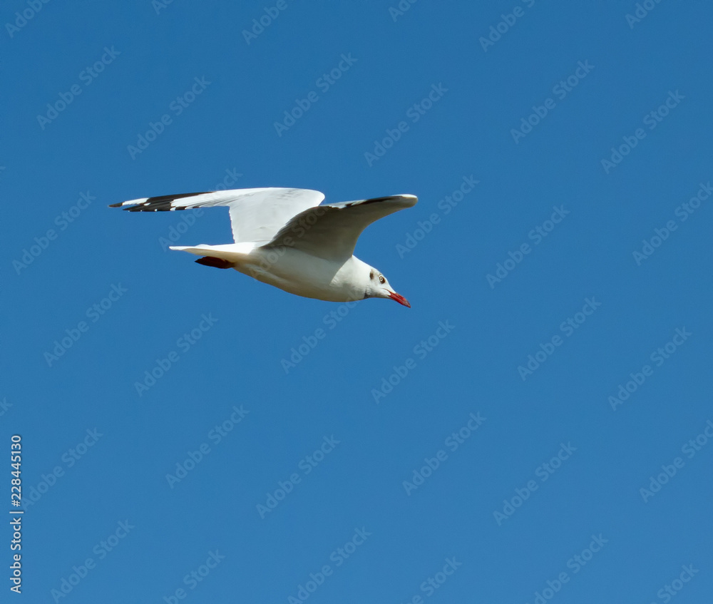 Fototapeta premium The brown-headed gull (Chroicocephalus brunnicephalus) is a small gull which breeds in the high plateaus of central Asia from Tajikistan to Ordos in Inner Mongolia. It is migratory, wintering on the c