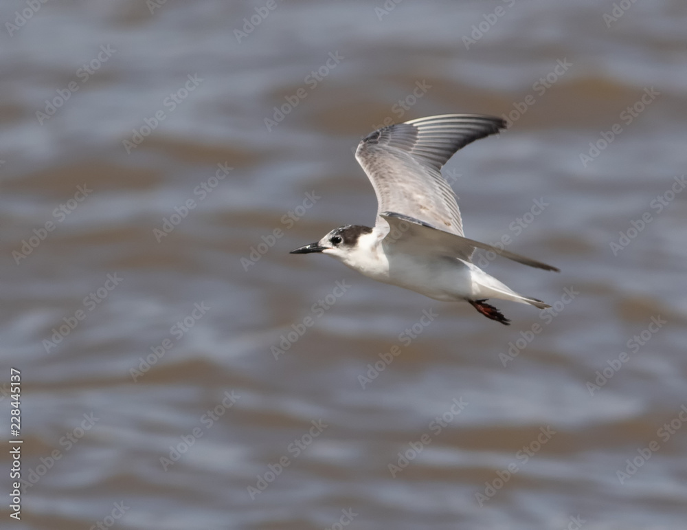 Common tern. It is a seabird in the family Laridae. This bird has a circumpolar distribution, its four subspecies breeding in temperate and subarctic regions of Europe, Asia and North Am Common tern. It is a seabird in the family Laridae. This bird has a circumpolar distribution, its four subspecies breeding in temperate and subarctic regions of Europe, Asia and North Am