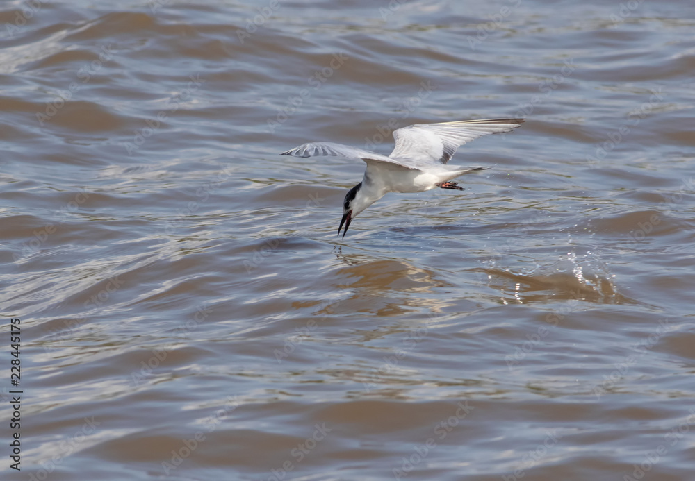 Common terns