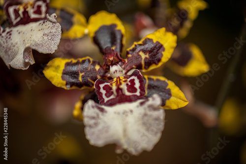 BIZARRE ORCHID – The Ballerina Orchid. Rare species orchid which look like a ballerina. The red and yellow petals on both sides spread like her arms’, and the white lower end is like her skirt’.