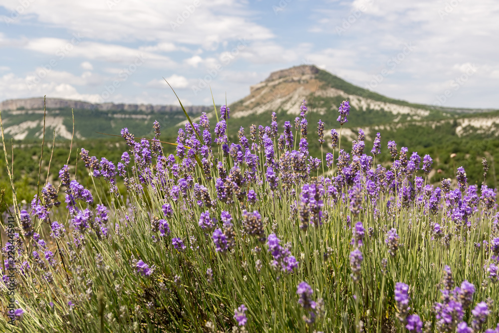 A bush of flowering lavender against the backdrop of a mountain